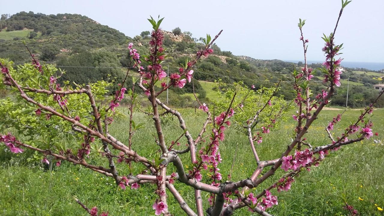 La Casetta Celeste Tertenia Exterior photo